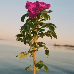 L:a Bruket 328 Beach Rose Body Lotion 240ml