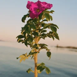 L:a Bruket 327 Beach Rose Hand & Body Wash 450ml Clearance