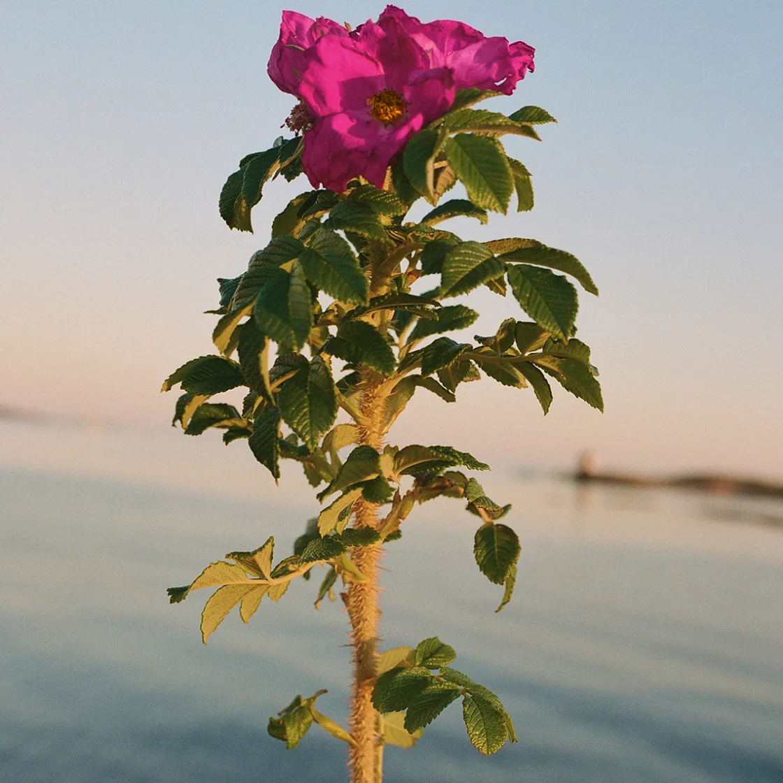 L:a Bruket 329 Beach Rose Hand Cream 70ml Online