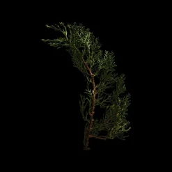 LOEWE 001 Man Eau de Parfum 100ml New