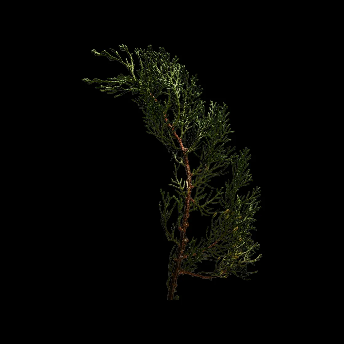 LOEWE 001 Man Eau de Parfum 100ml New