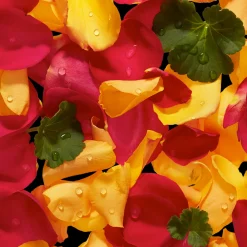 Veronique Gabai Aroma Eau de Parfum - Body 10ml Online