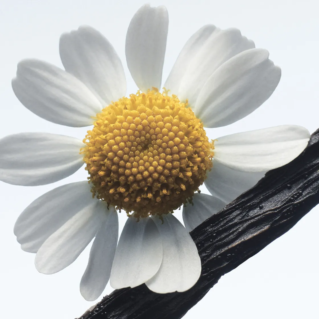 Dries Van Noten Camomille Satin Eau de Parfum 100ml Best