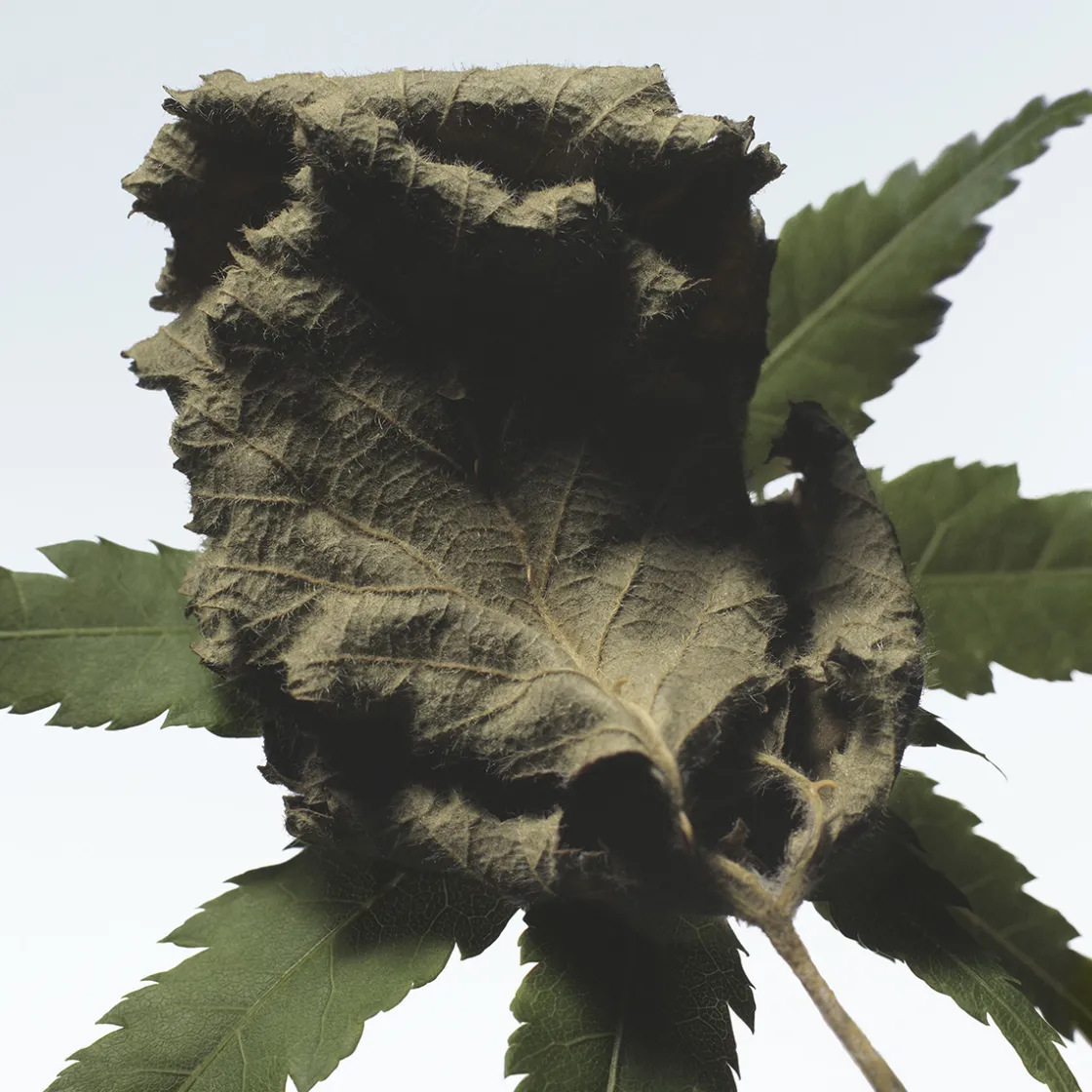 Dries Van Noten Cannabis Patchouli Eau de Parfum 100ml Hot