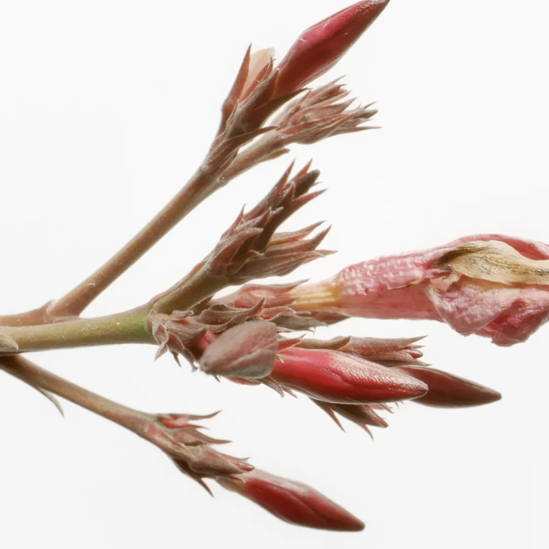 Susanne Kaufmann Hand Cream 50ml Outlet