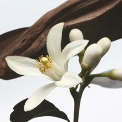 Dries Van Noten J. de l'Orangerie Eau de Parfum Refill 200ml Clearance