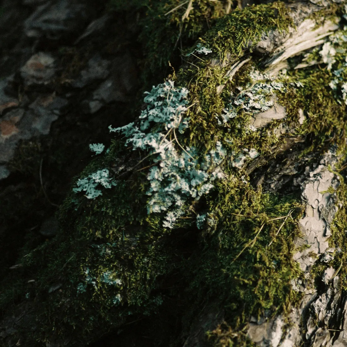 Perfumer H Moss Incense Discount