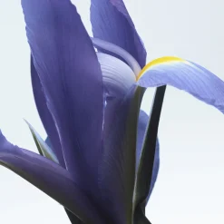 Dries Van Noten Neon Garden Eau de Parfum Refill 200ml Online