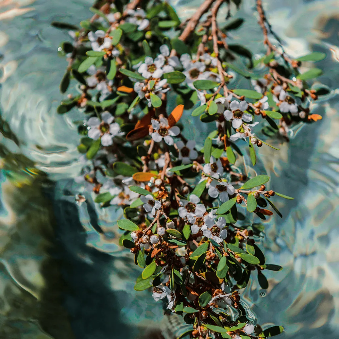 Goldfield & Banks Pacific Rock Flower Eau de Parfum 10ml Clearance