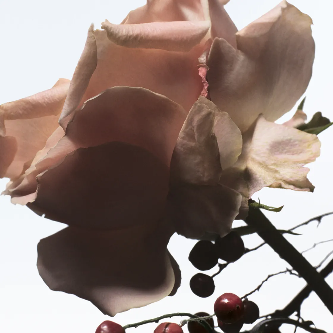 Dries Van Noten Raving Rose Eau de Parfum Refill 200ml Online