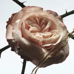 Dries Van Noten Rosa Carnivora Eau de Parfum 100ml Clearance