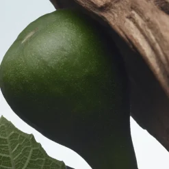 Dries Van Noten Santal Greenery Eau de Parfum 100ml New