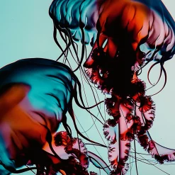 MANTLE The Hydra Pads 50PCS Best