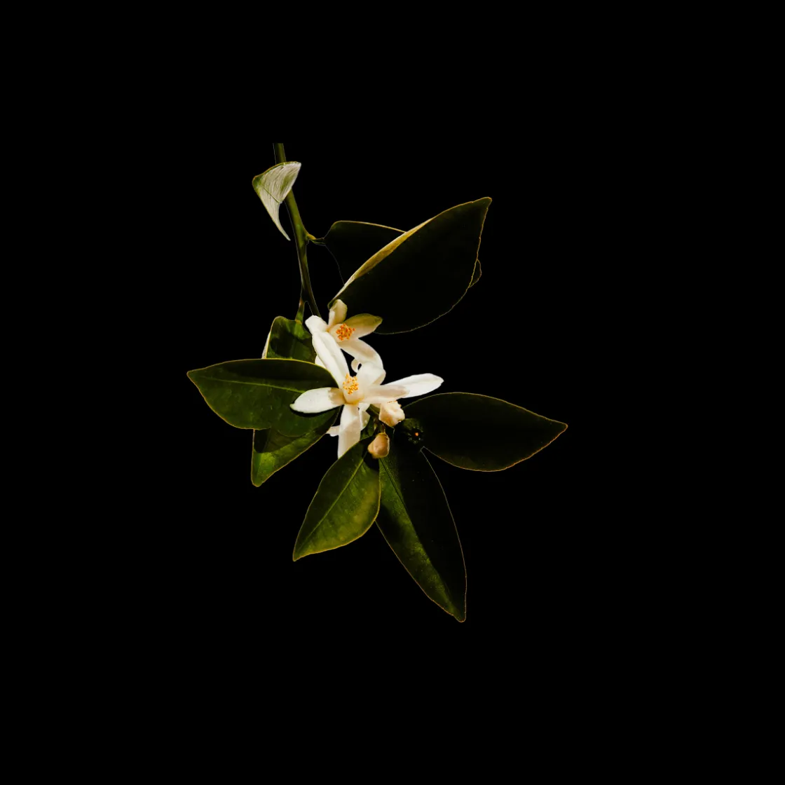 LOEWE UPPM Casa De Campo Eau de Parfum 100ml Online