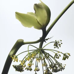 Dries Van Noten Vanille Camouflage Eau de Parfum 100ml Online