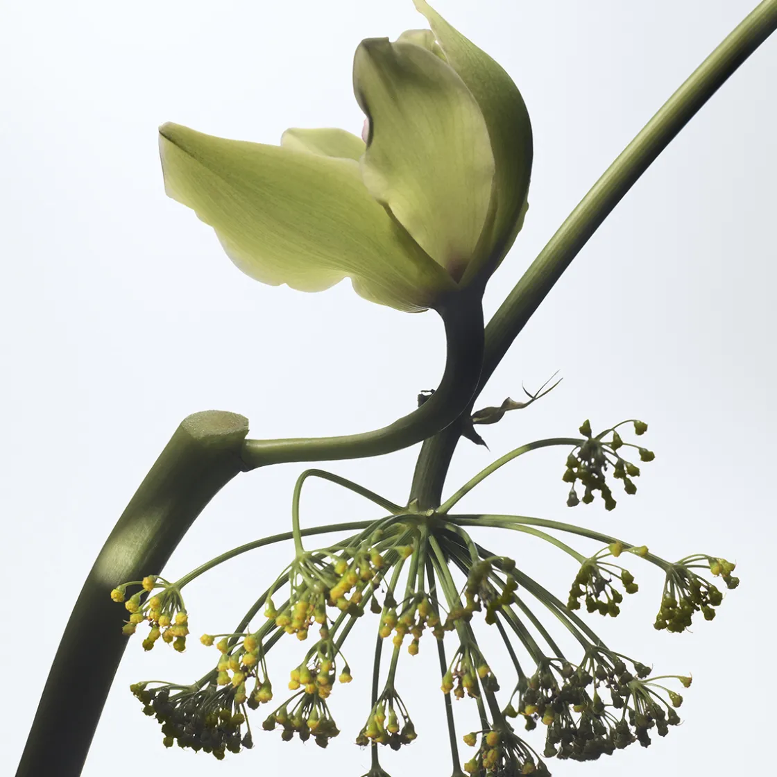 Dries Van Noten Vanille Camouflage Eau de Parfum 100ml Online